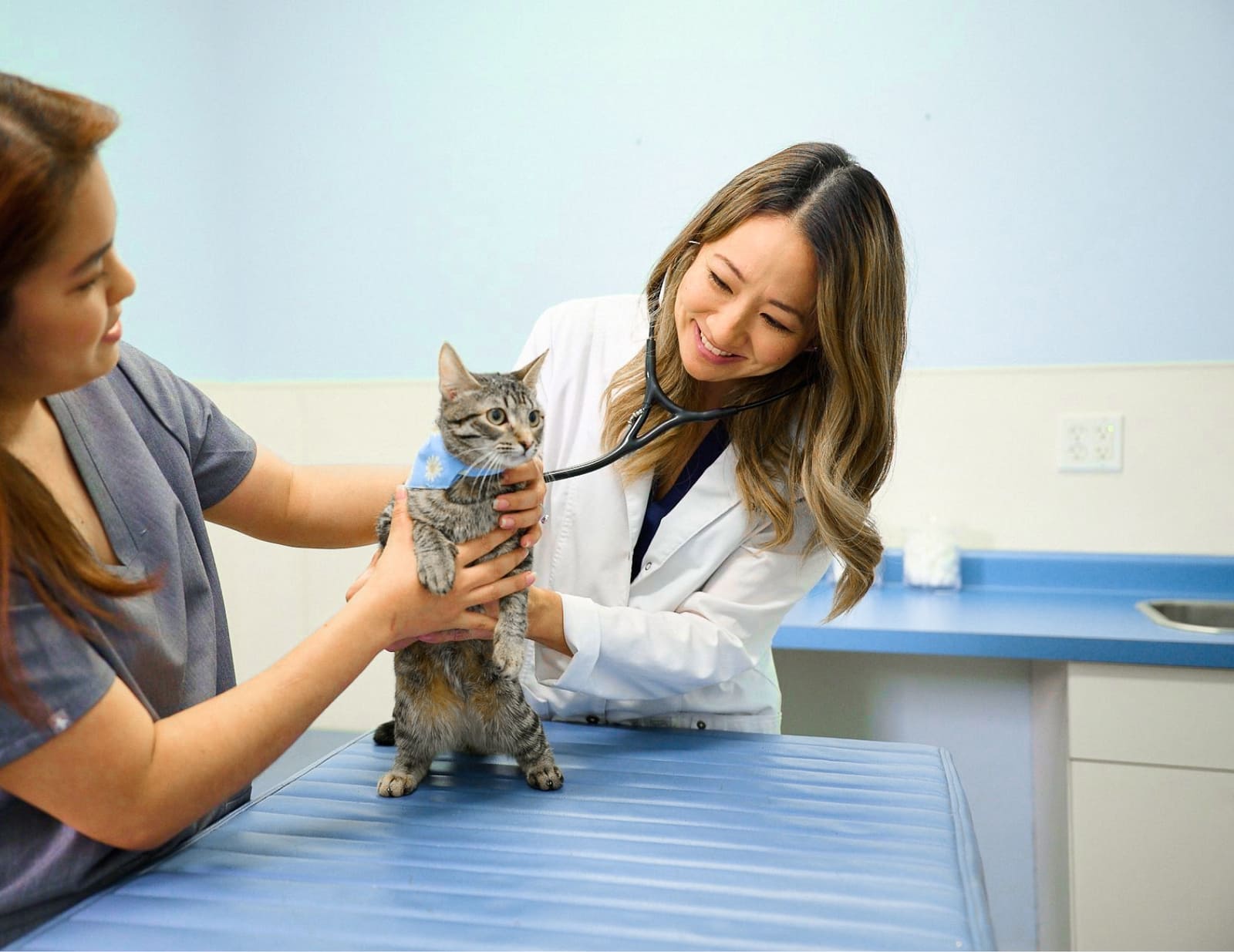 to Kaka'ako Pet Hospital Honolulu, HI Veterinarian